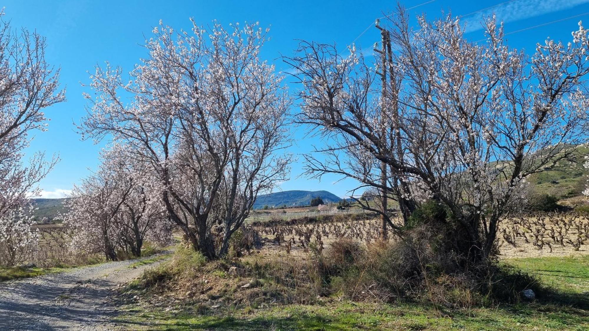 Gite Rue Tranquille Padern エクステリア 写真